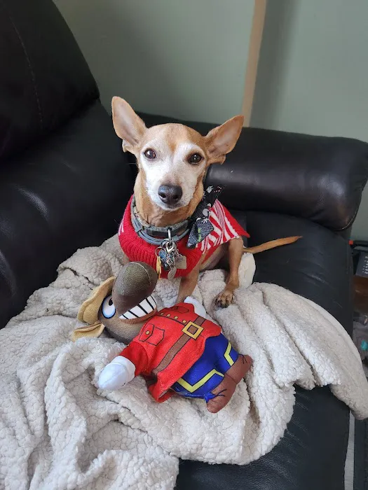 Massapequa Pet Vet 3