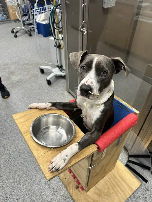 MedVet Asheville 1