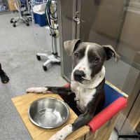 MedVet Asheville ico