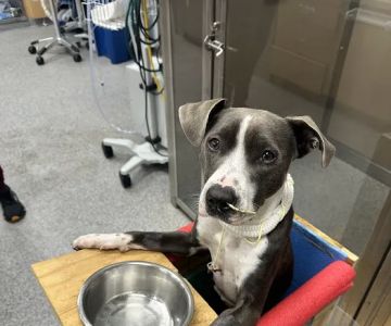 MedVet Asheville