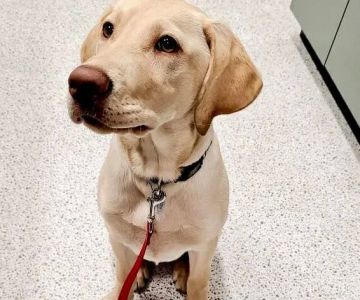 Evergreen Veterinary Hospital