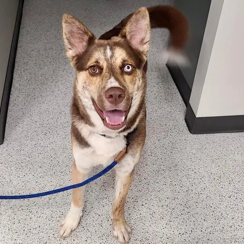 Evergreen Veterinary Hospital 5