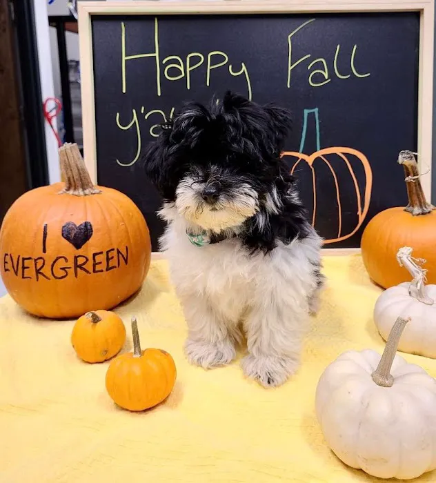 Evergreen Veterinary Hospital 7