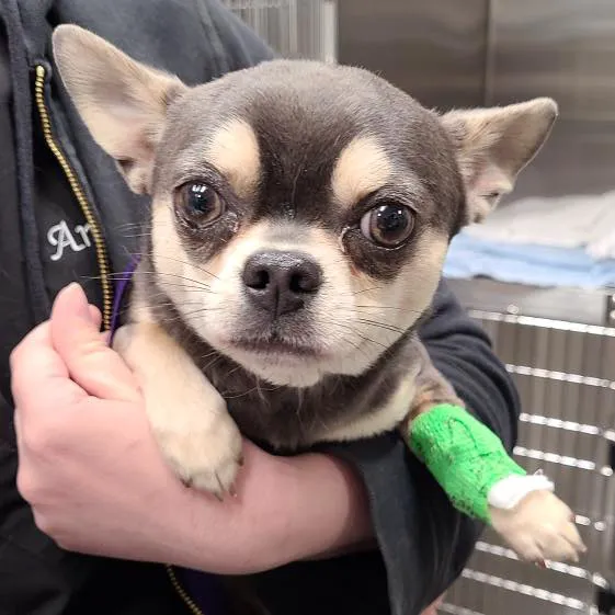 Evergreen Veterinary Hospital 4
