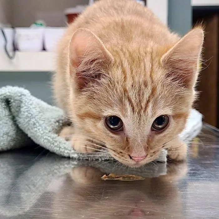 Evergreen Veterinary Hospital 10