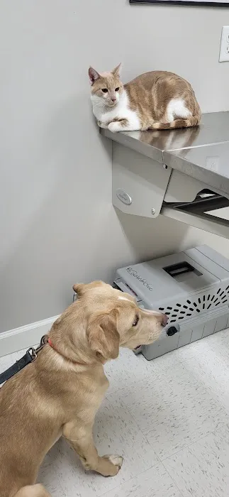 Candler Veterinary Clinic 4