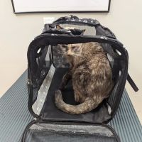Candler Veterinary Clinic ico