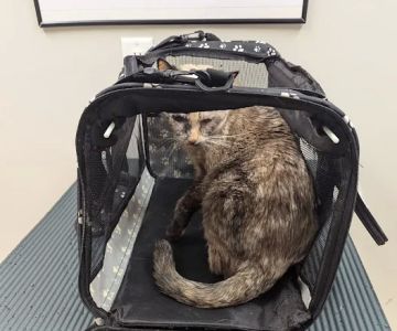 Candler Veterinary Clinic