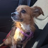 Open Door Veterinary Care ico