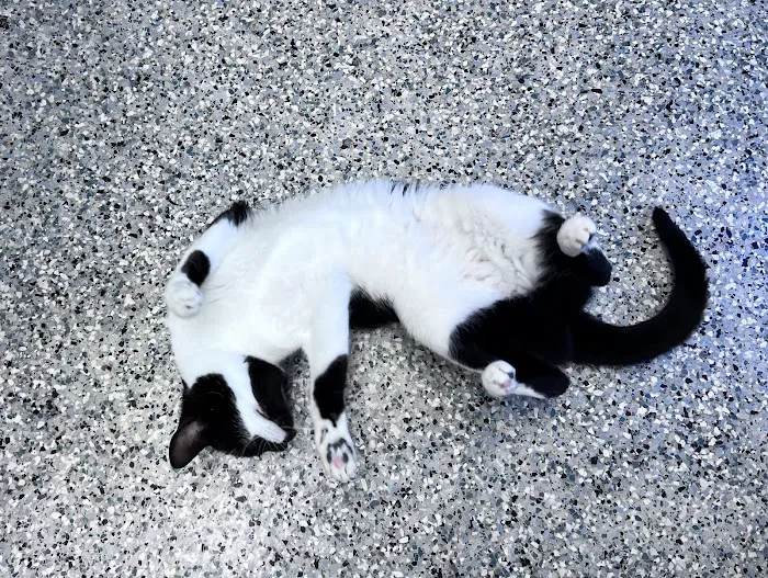 Open Door Veterinary Care 12