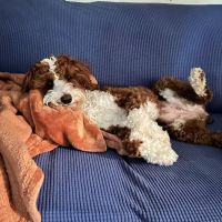 The Pet Vet on Patton ico