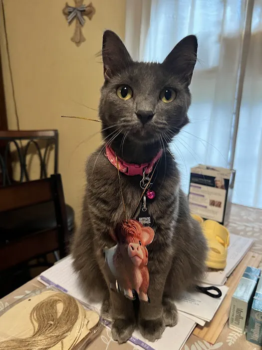 The Pet Vet on Patton 12