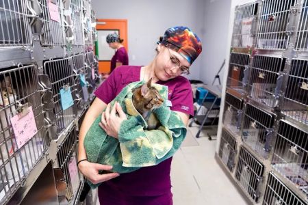ASPCA Spay/Neuter Alliance