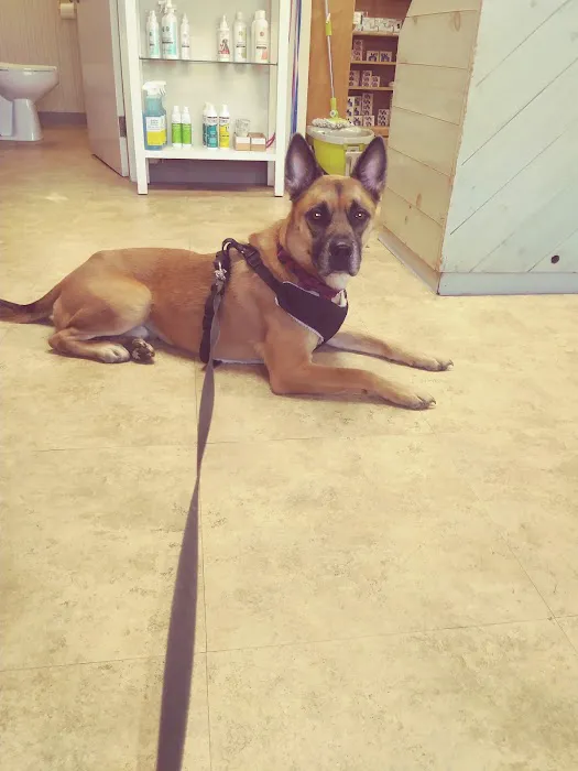 Animal Medical Center of Boone 1