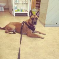 Animal Medical Center of Boone ico