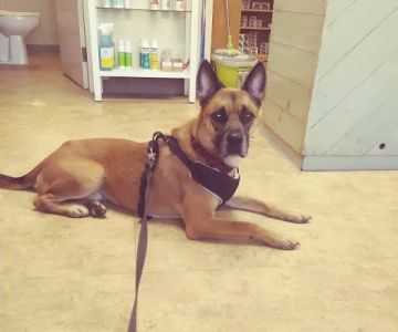 Animal Medical Center of Boone