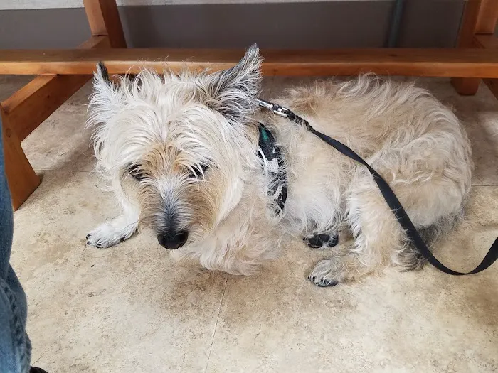 Animal Medical Center of Boone 4