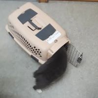 Elizabethton Veterinary Clinic: Phelps Lora L DVM ico