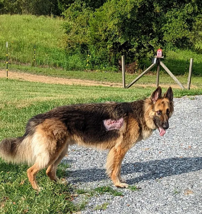 East Tennessee Veterinary Hospital 7