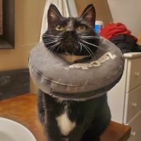 East Tennessee Veterinary Hospital ico