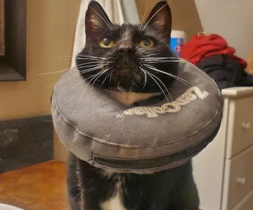 East Tennessee Veterinary Hospital