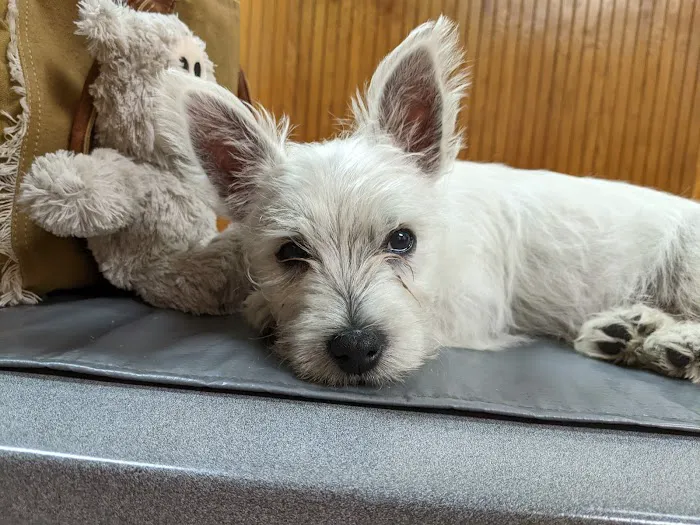 East Tennessee Veterinary Hospital 8
