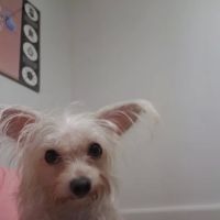 Vet Care Animal Hospital ico