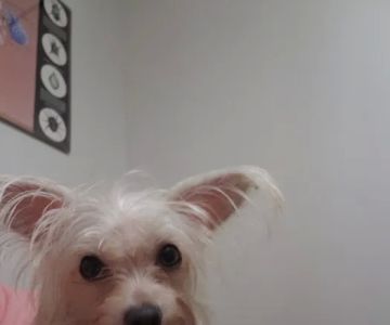 Vet Care Animal Hospital