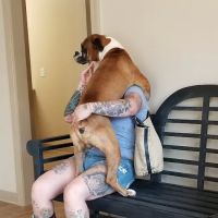 Duckworth Animal Hospital ico