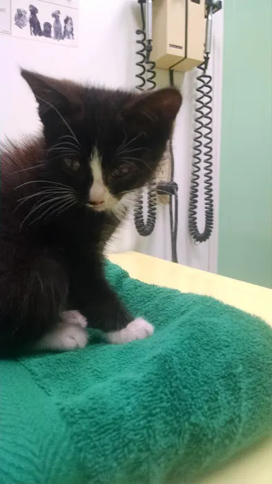 Greene County Vet Clinic 4