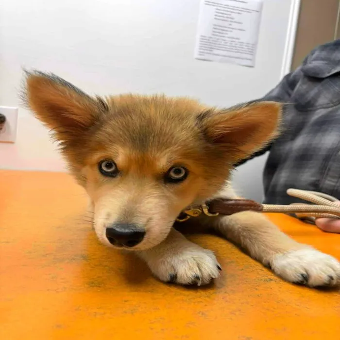 Greene County Vet Clinic 5
