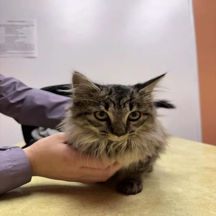 Greene County Vet Clinic 9