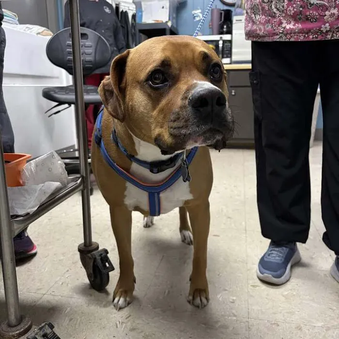 Greene County Vet Clinic 8