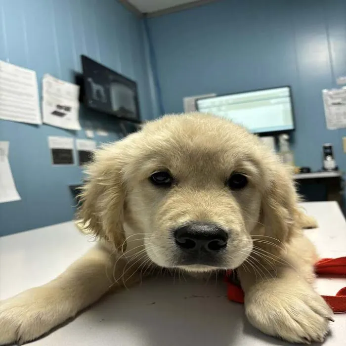 Greene County Vet Clinic 10