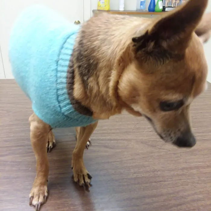 Animals West Veterinary Hospital - James Greer DVM 5
