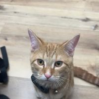 Oakwell Animal Hospital ico