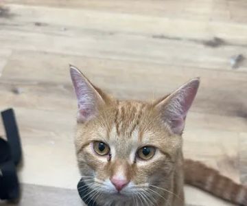 Oakwell Animal Hospital