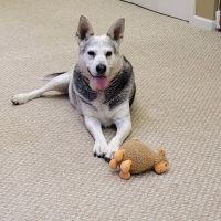 All Tails Vet ico