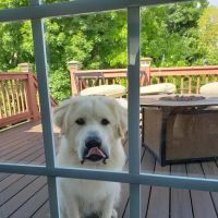 Sanders Animal Hospital ico
