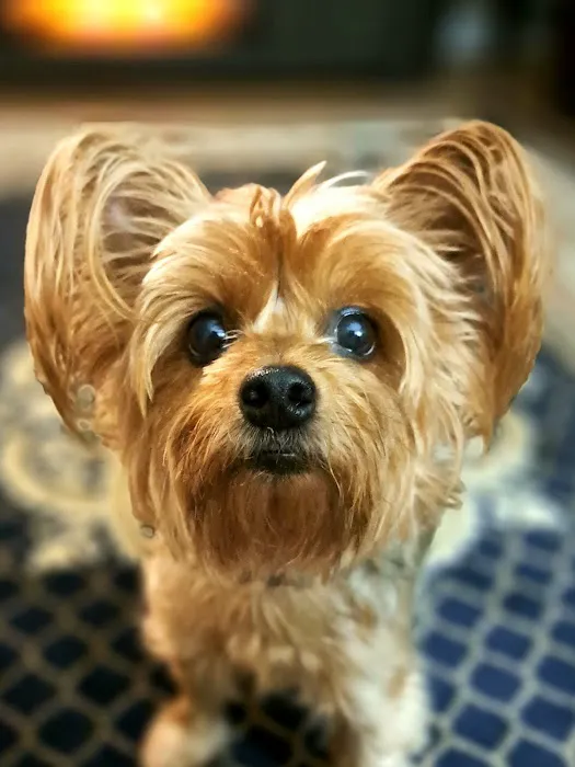 Sanders Animal Hospital 10