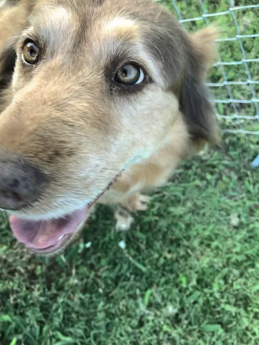 Sanders Animal Hospital 6