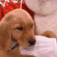 Jonesborough Animal Hospital ico