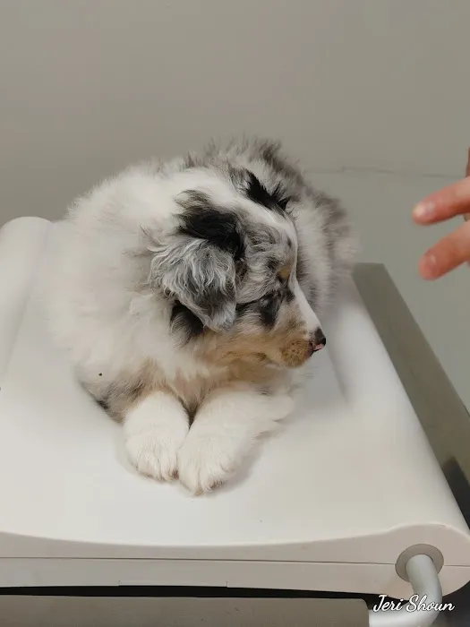 Jonesborough Animal Hospital 2