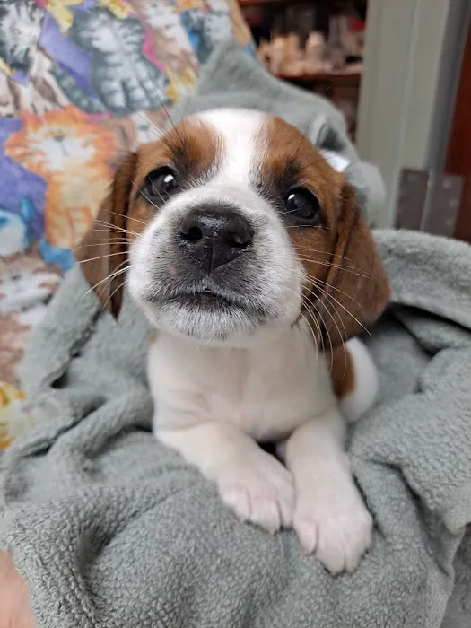 Jonesborough Animal Hospital 10