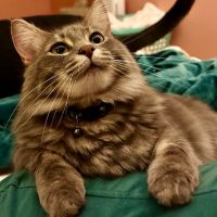 Foundations Animal Hospital ico