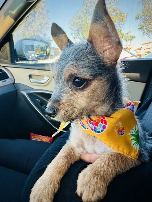 Dorado Animal Hospital & Surgical Center 10