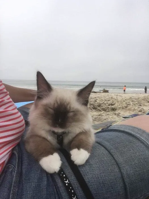 Ragdollkitty Ragdolls of Southern Cal 6