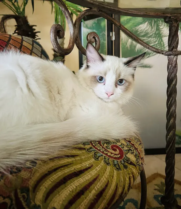 Ragdollkitty Ragdolls of Southern Cal 4