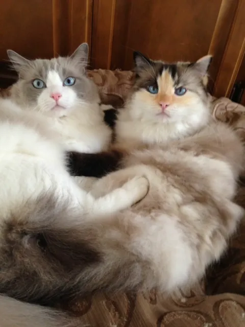 Ragdollkitty Ragdolls of Southern Cal 1