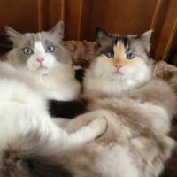 Ragdollkitty Ragdolls of Southern Cal ico